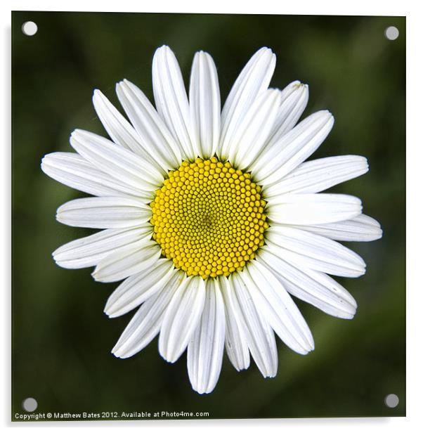 Daisy Acrylic by Matthew Bates