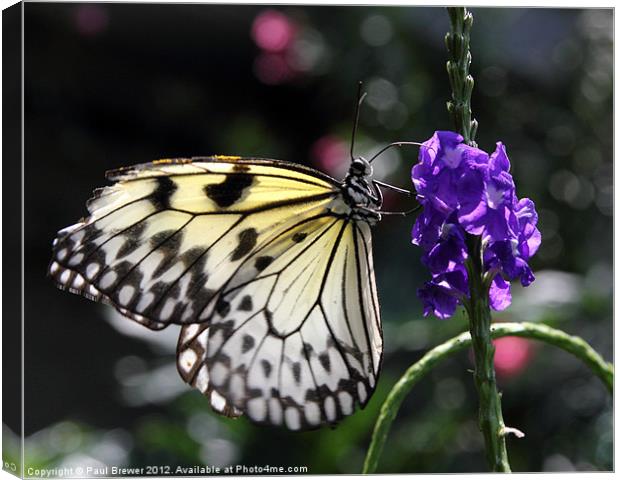 Butterfly stopping for lunch. Canvas Print by Paul Brewer