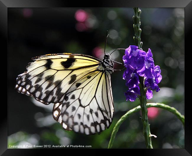 Butterfly stopping for lunch. Framed Print by Paul Brewer