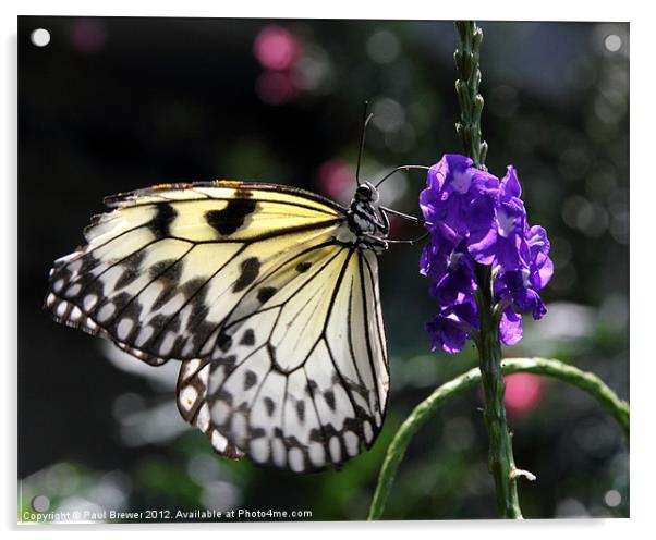 Butterfly stopping for lunch. Acrylic by Paul Brewer