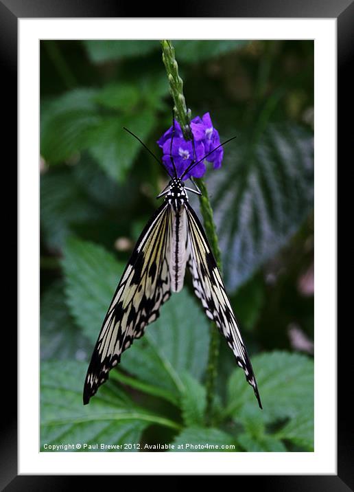 Hanging around Framed Mounted Print by Paul Brewer