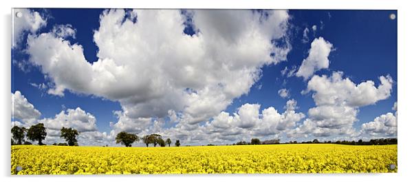 Rape Seed Field Panoramic Acrylic by Paul Macro