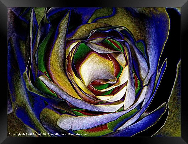 Rose in primary color abstract Framed Print by Patti Barrett