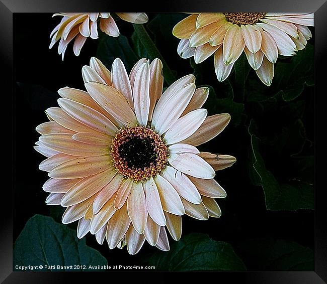 Daisy Framed Print by Patti Barrett