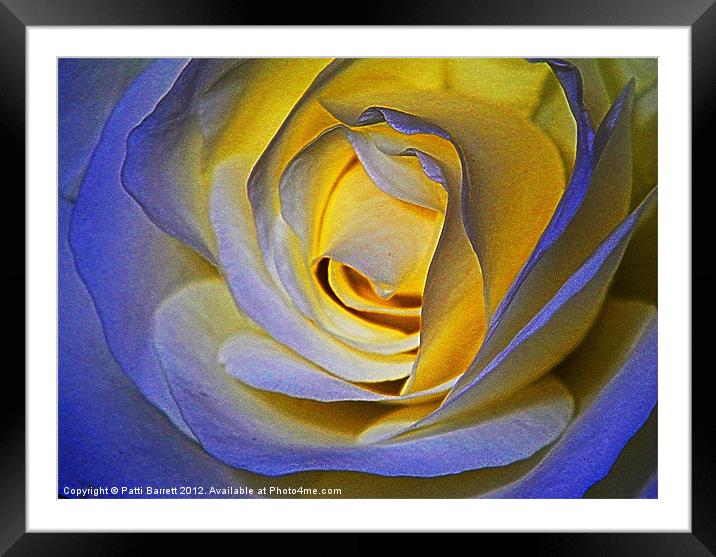 Rose in blue and gold Framed Mounted Print by Patti Barrett