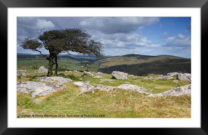 A tree and some rocks Framed Mounted Print by Phil Wareham
