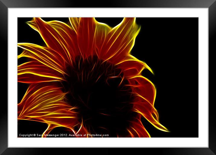 Sunflower glow Framed Mounted Print by Sara Messenger