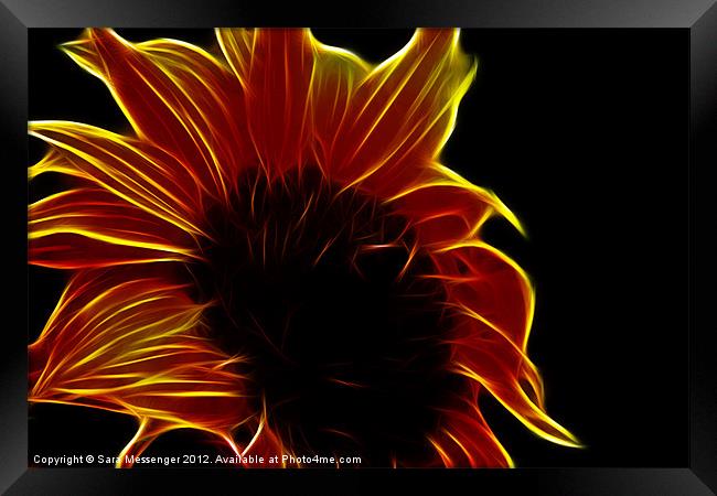 Sunflower glow Framed Print by Sara Messenger