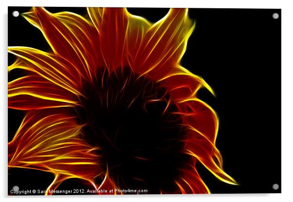 Sunflower glow Acrylic by Sara Messenger