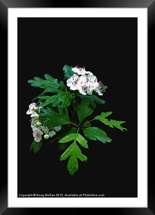 Blossom Framed Mounted Print by Doug McRae