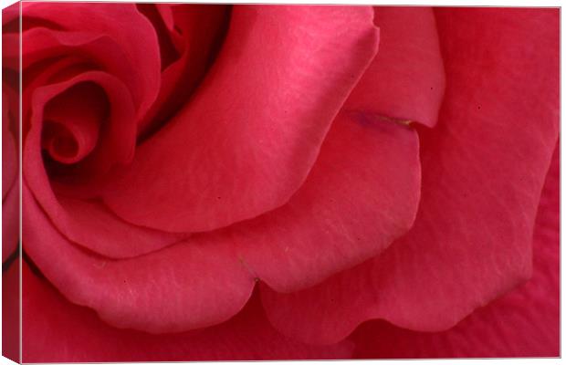 Pink waves of petals Canvas Print by David Griffin