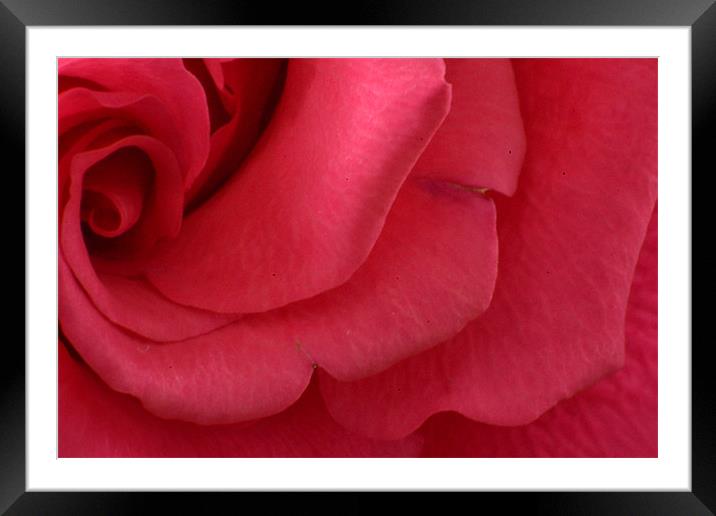 Pink waves of petals Framed Mounted Print by David Griffin