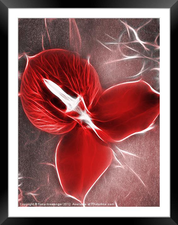 Orchid in Red Framed Mounted Print by Fiona Messenger