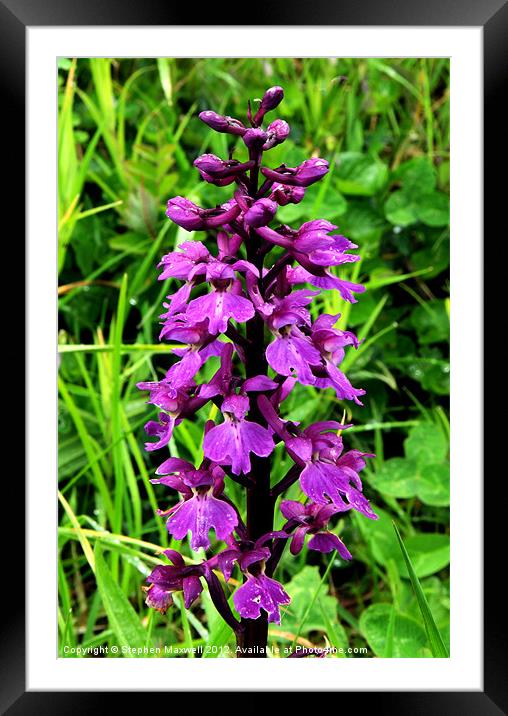 Fragrant Orchid Framed Mounted Print by Stephen Maxwell