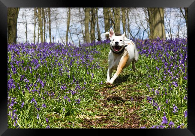 Bluebell charge. Framed Print by Ian Hufton