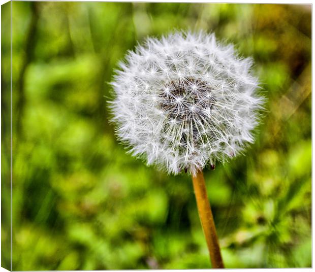 Dandelion wish maker Canvas Print by Buster Brown