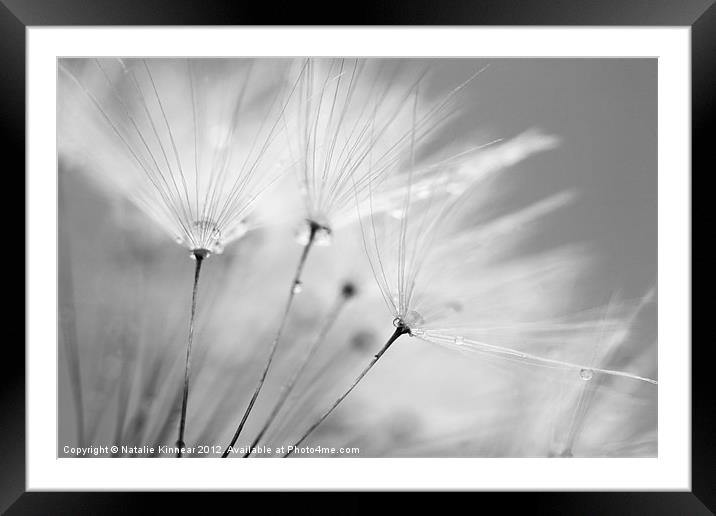 Black and White Dandelion with Water Droplets Framed Mounted Print by Natalie Kinnear