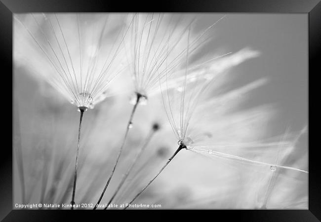 Black and White Dandelion with Water Droplets Framed Print by Natalie Kinnear
