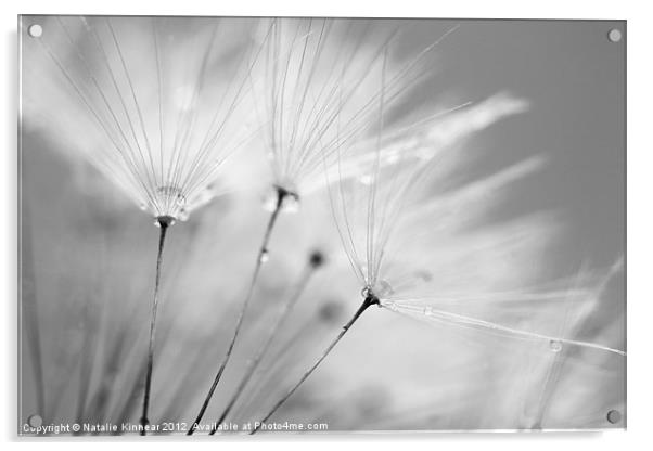 Black and White Dandelion with Water Droplets Acrylic by Natalie Kinnear