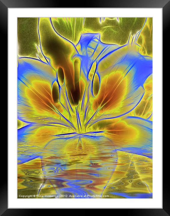 Reflections of Blue Lily Framed Mounted Print by Fiona Messenger