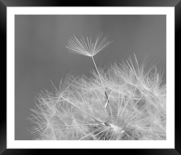 Dreamy Framed Mounted Print by Donna Collett