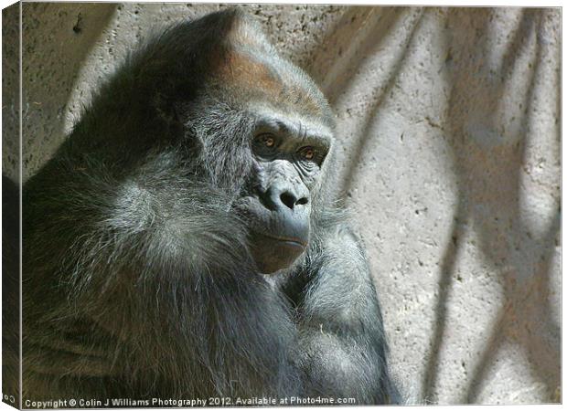 Male Silverback Gorilla Canvas Print by Colin Williams Photography