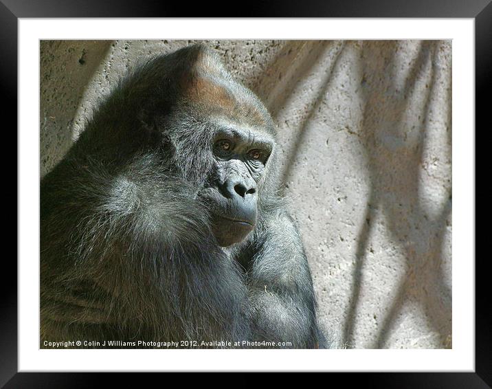 Male Silverback Gorilla Framed Mounted Print by Colin Williams Photography