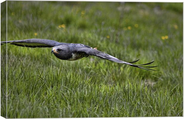 Jackal Buzzard Coming in to land Canvas Print by Dean Messenger