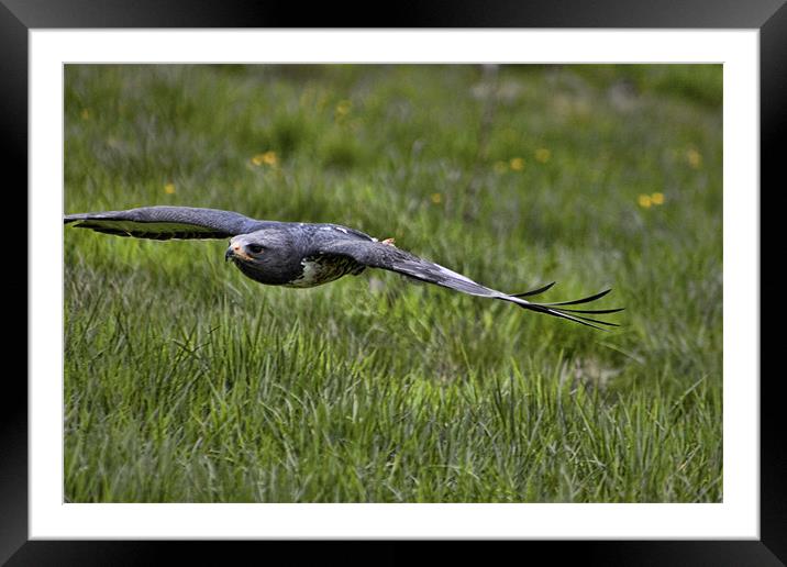 Jackal Buzzard Coming in to land Framed Mounted Print by Dean Messenger