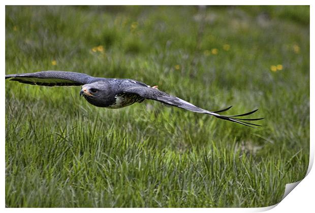 Jackal Buzzard Coming in to land Print by Dean Messenger