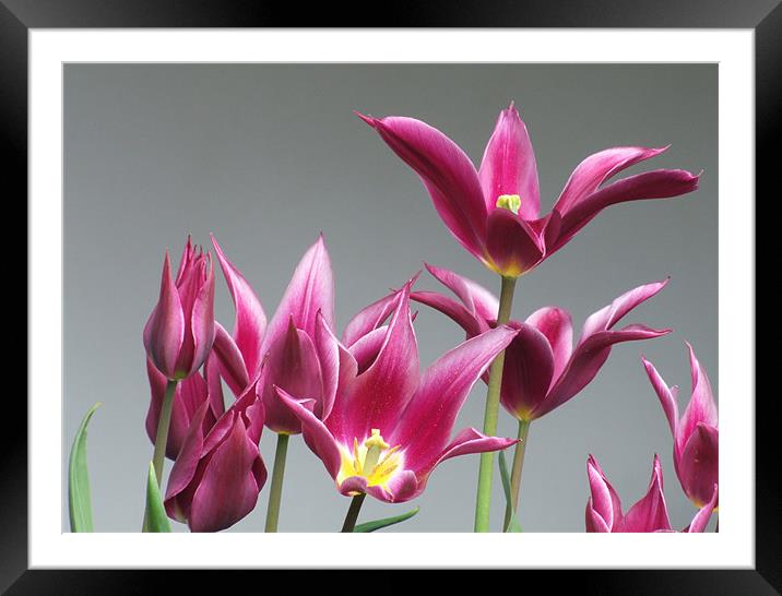 Purple Tulips Framed Mounted Print by Helen Northcott