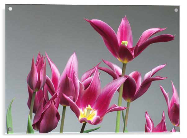 Purple Tulips Acrylic by Helen Northcott