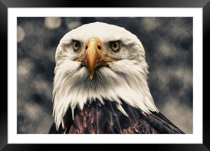 Proud Bald Eagle Framed Mounted Print by Dean Messenger