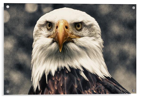 Proud Bald Eagle Acrylic by Dean Messenger