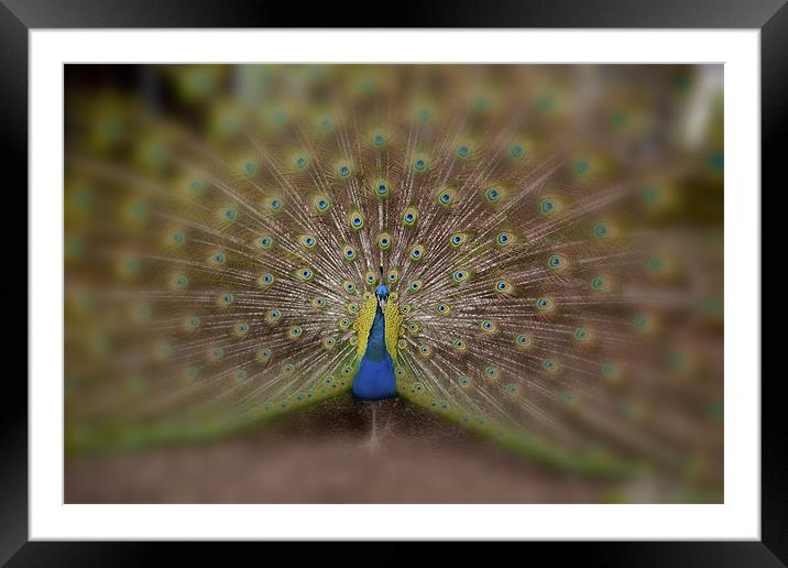 Peacock Framed Mounted Print by Dean Messenger