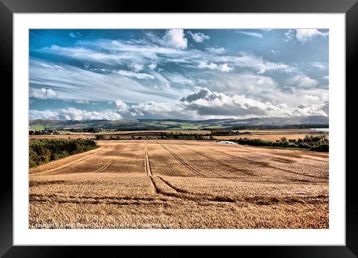 Scottish Field of Gold Framed Mounted Print by Buster Brown