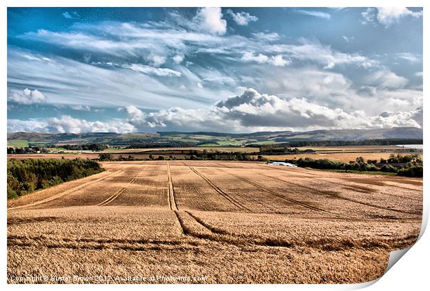 Scottish Field of Gold Print by Buster Brown