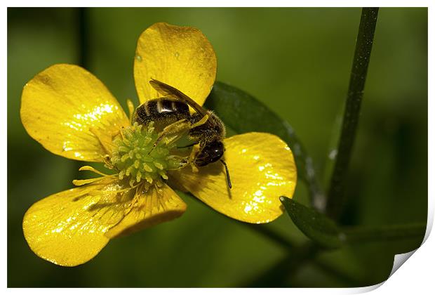Metallic Buttercup Print by Keith Thorne