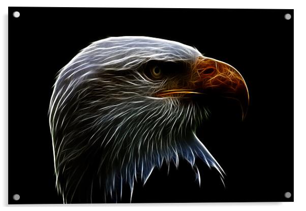Bald Eagle Profile Fractualis Acrylic by Dean Messenger