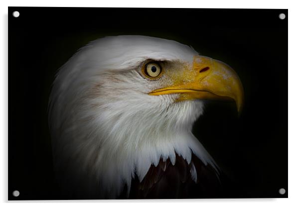Bald Eagle Vignette Acrylic by Dean Messenger