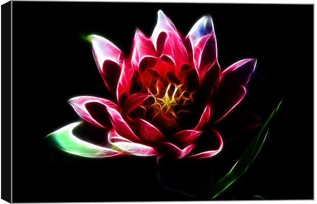 Water Lily Canvas Print by Phil Clements