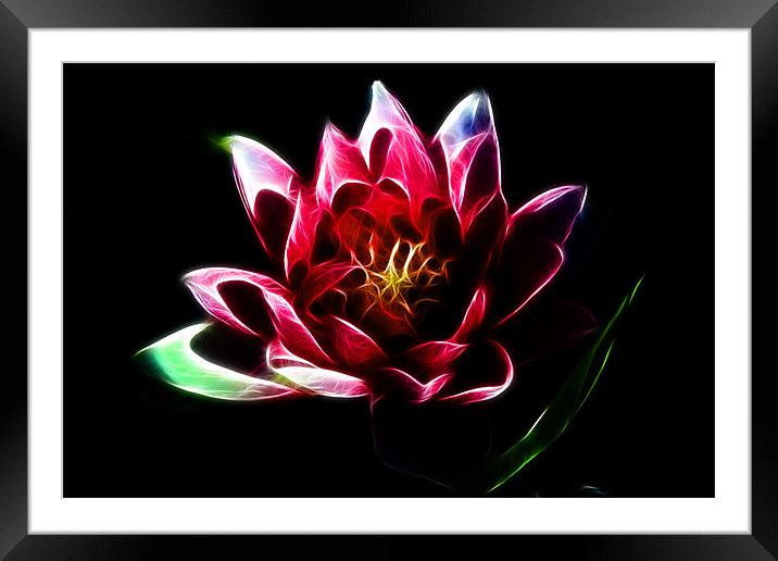 Water Lily Framed Mounted Print by Phil Clements