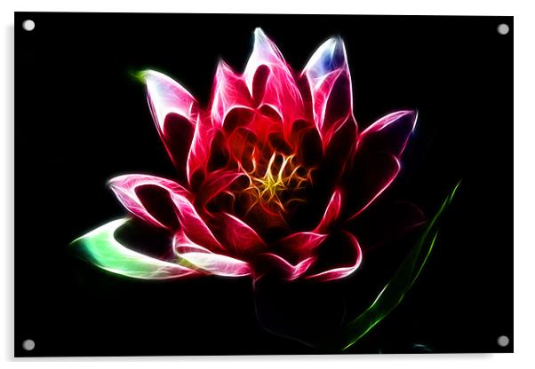 Water Lily Acrylic by Phil Clements