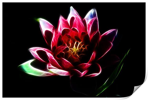Water Lily Print by Phil Clements