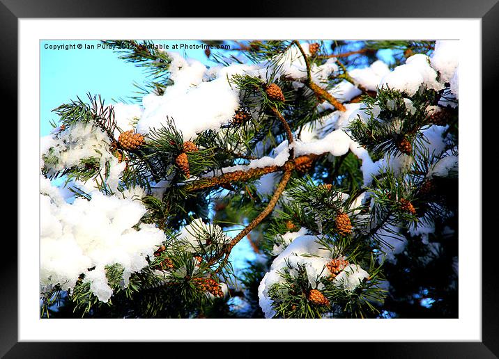 Winter thaw Framed Mounted Print by Ian Purdy