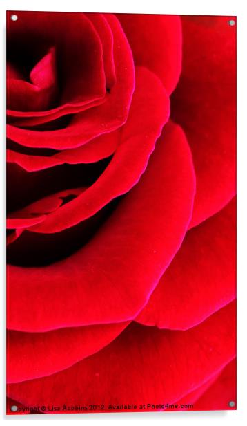 Rose Acrylic by Loren Robbins