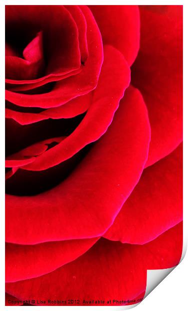 Rose Print by Loren Robbins