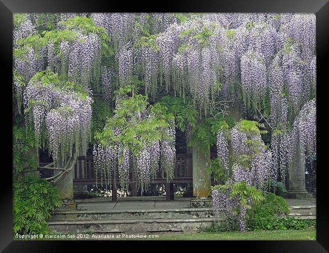 WISTERIA( SINENSIS) HEAVEN Framed Print by malcolm fish