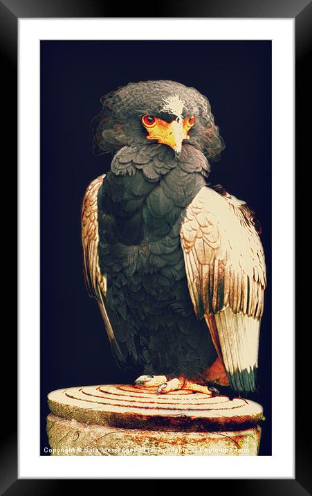 Bateleur Framed Mounted Print by Sara Messenger