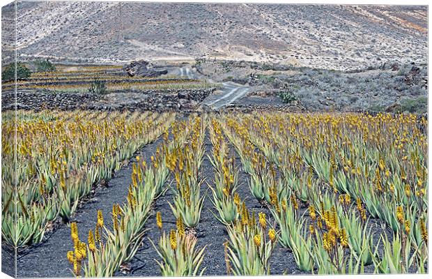 Aloe Vera Plantation, Lanzarote Canvas Print by Tony Murtagh